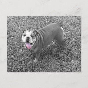 english bulldog named Gucci Postcard