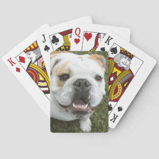 English bulldog playing cards