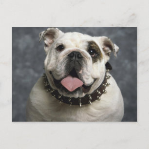 English Bulldog Postcard