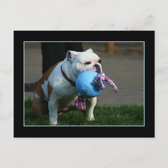 English Bulldog postcard (Front)