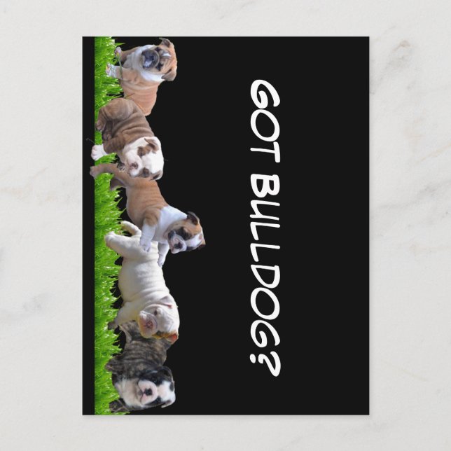English Bulldog Postcard (Front)