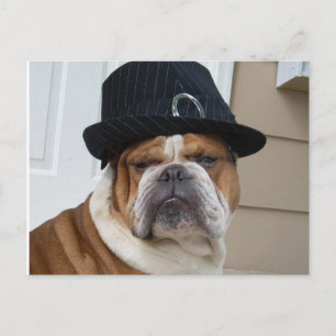 English Bulldog Postcard Post Card