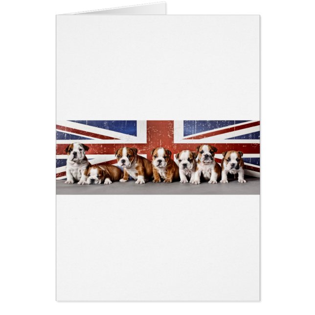 English bulldog puppies (Front)