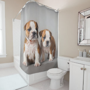 English Bulldog Puppies   Couple Cute Bulldog
