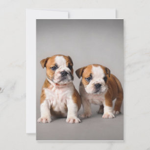 English Bulldog Puppies Couple Cute Bulldog Holiday Card
