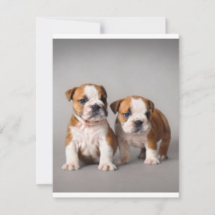 English Bulldog Puppies   Couple Cute Bulldog Invitation