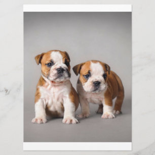 English Bulldog Puppies Couple Cute Bulldog Menu