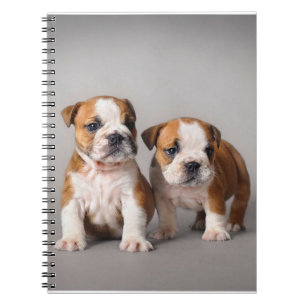 English Bulldog Puppies Couple Cute Bulldog Notebook