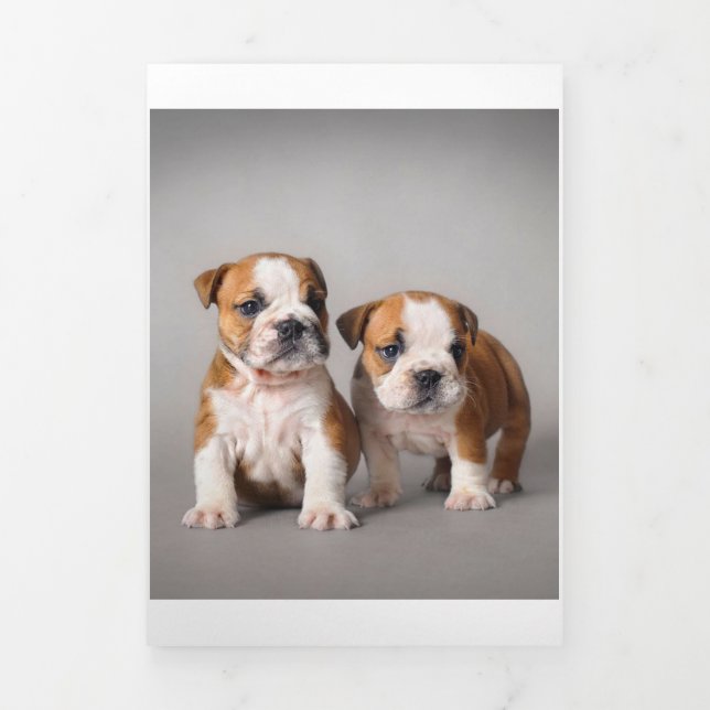 English Bulldog Puppies | Couple Cute Bulldog Tri-Fold Announcement (Cover)
