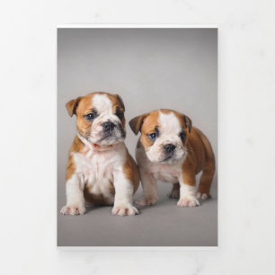 English Bulldog Puppies Couple Cute Bulldog Tri-Fold Announcement