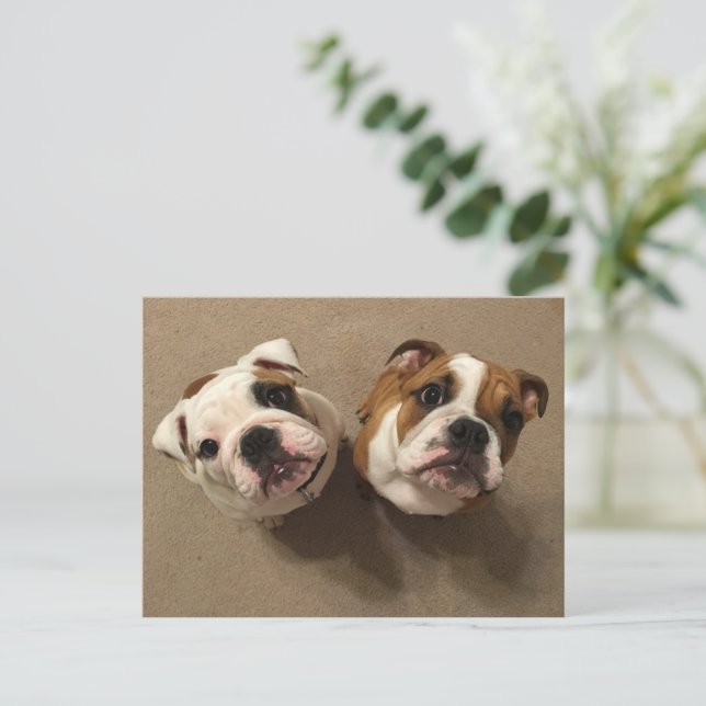 English bulldog puppies postcard (Standing Front)