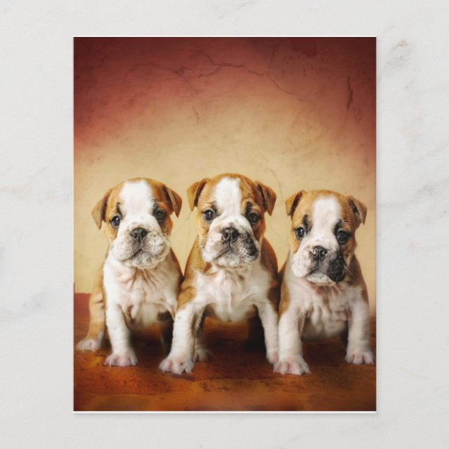 English Bulldog Puppies Really Cute Flyer (Front)