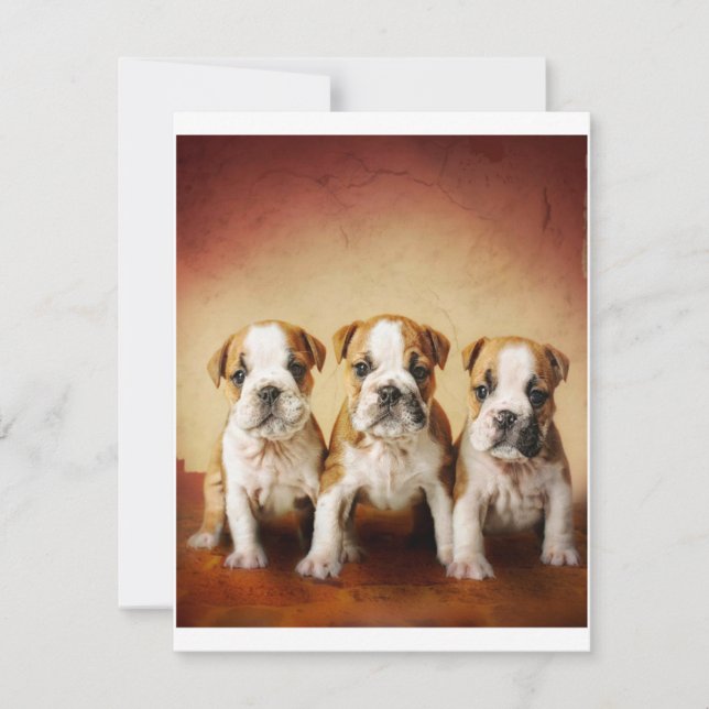 English Bulldog Puppies Really Cute Invitation (Front)