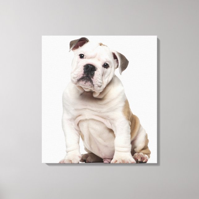 English bulldog puppy (2 months old) canvas print (Front)