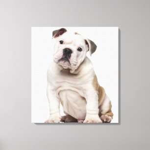 English bulldog puppy (2 months old) canvas print