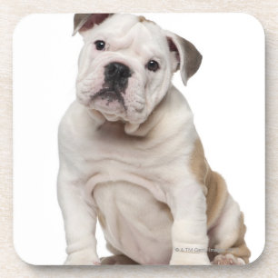 English bulldog puppy (2 months old) coaster