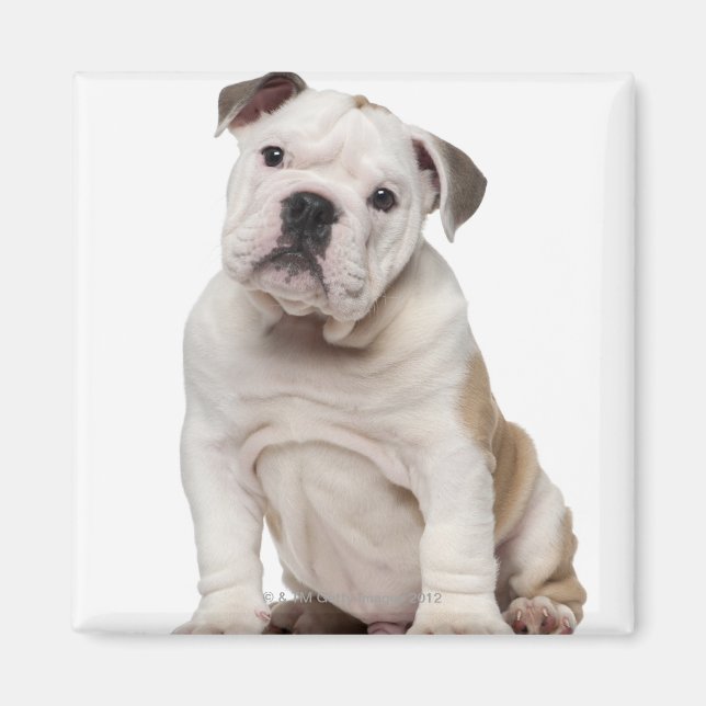 English bulldog puppy (2 months old) magnet (Front)