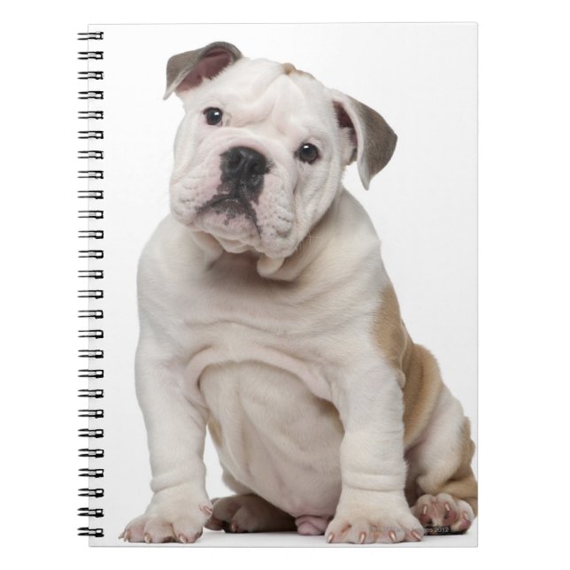 English bulldog puppy (2 months old) notebook (Front)