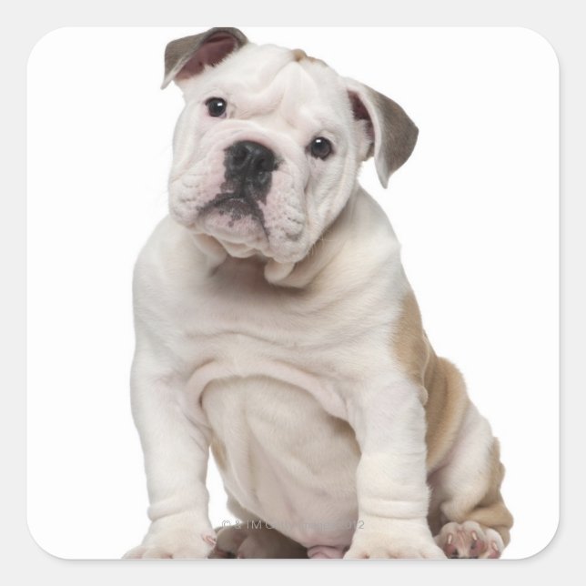 English bulldog puppy (2 months old) square sticker (Front)