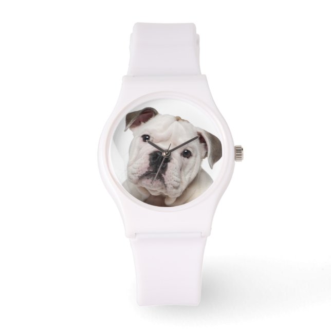 English bulldog puppy (2 months old) watch (Front)
