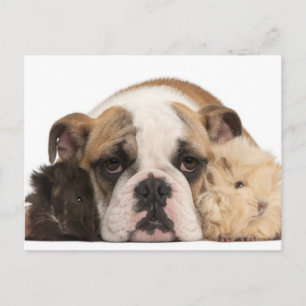English bulldog puppy (4 months old) and two guine postcard