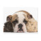 English bulldog puppy (4 months old) and two guine