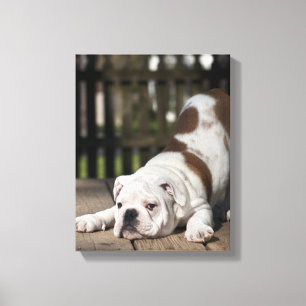English Bulldog Puppy Canvas Print