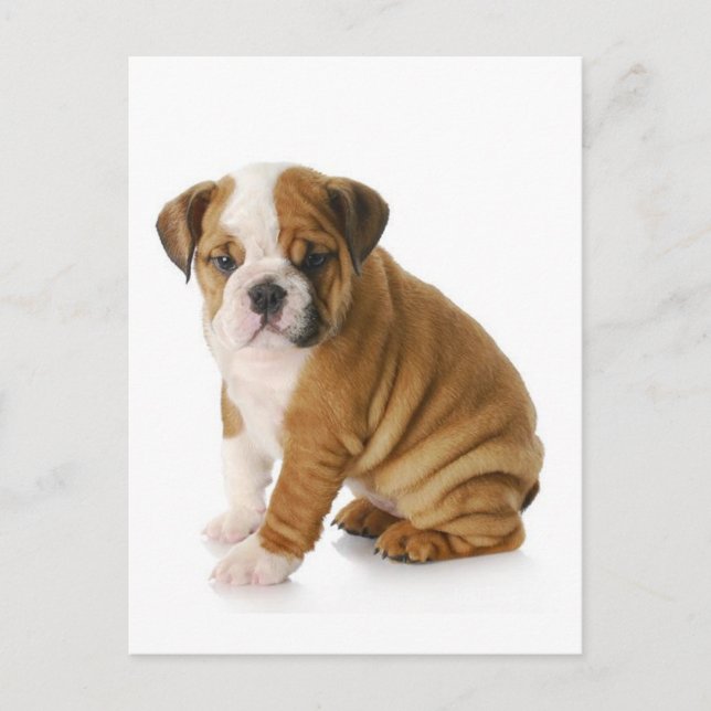 English Bulldog Puppy Dog Blank Greeting  Postcard (Front)