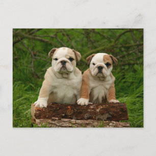 English Bulldog Puppy Dog Blank Postcard