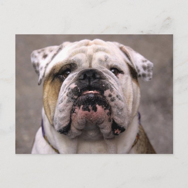 English Bulldog Puppy Dog Blank Postcard (Front)
