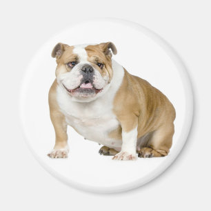 English Bulldog Puppy Dog Magnet