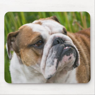 English Bulldog Puppy Dog Mousepad