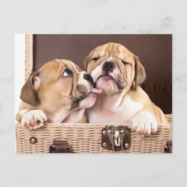 English Bulldog Puppy Dog  Postcard (Front)