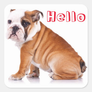 English Bulldog Puppy Dog Red Hello Square Sticker