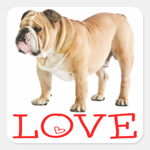 English Bulldog Puppy Dog Red Love Hearts Square Sticker