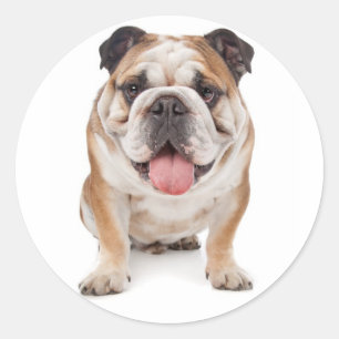 English Bulldog Puppy Dog Sticker / Seal