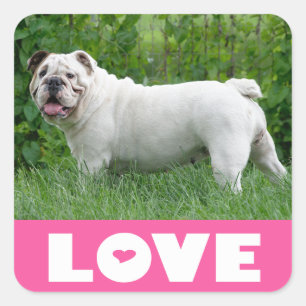 English Bulldog Puppy Dog Sticker / Seal