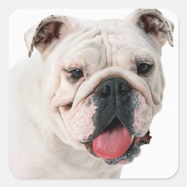 English Bulldog Puppy Dog Sticker / Seal (Front)