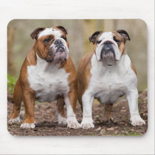 English Bulldog Puppy Dogs Mousepad