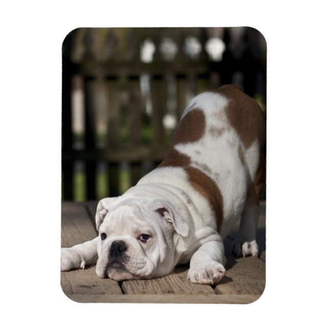 English Bulldog Puppy Magnet (Vertical)