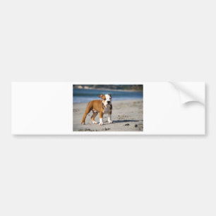 english bulldog puppy on the beach bumper sticker