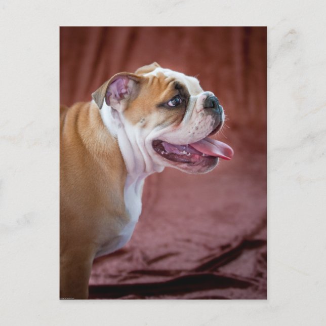 English Bulldog Puppy Postcard (Front)