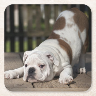 English Bulldog Puppy Square Paper Coaster