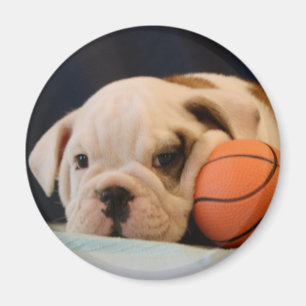 English Bulldog Puppy with Basketball Round Magnet
