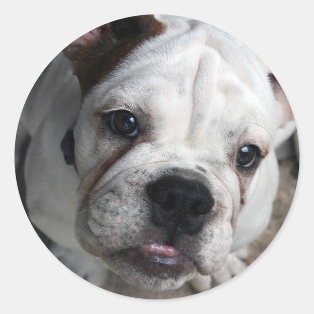 English Bulldog Sticker (Front)