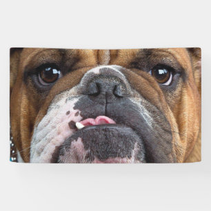 English Bulldog Throw Pillow Banner