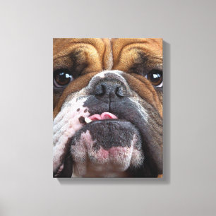 English Bulldog Throw Pillow Canvas Print