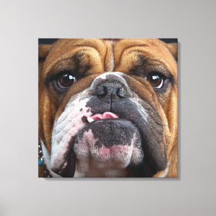 English Bulldog  Throw Pillow Canvas Print