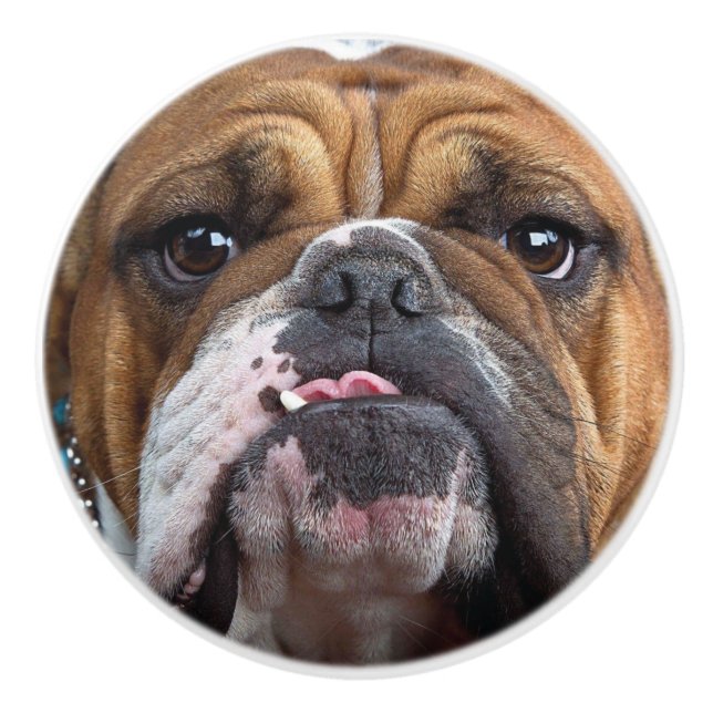 English Bulldog  Throw Pillow Ceramic Knob (Front)