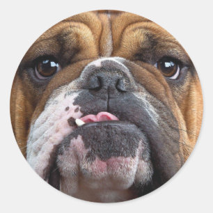 English Bulldog  Throw Pillow Classic Round Sticker